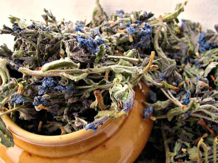 Dried lungwort for the preparation of a medicinal infusion that enlarges the penis of a man