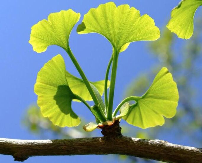 ginkgo cases for penis enlargement